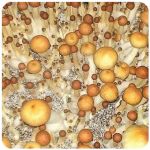 Псилоцибиновые (галлюциногенные) грибы в Муравленко Psilocybin "Golden Teacher" Псилоцибиновые (галлюциногенные) грибы в Муравленко Psilocybin "Golden Teacher"