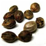 Семена марихуаны АК-47  (Seeds AK-47) в Муравленко